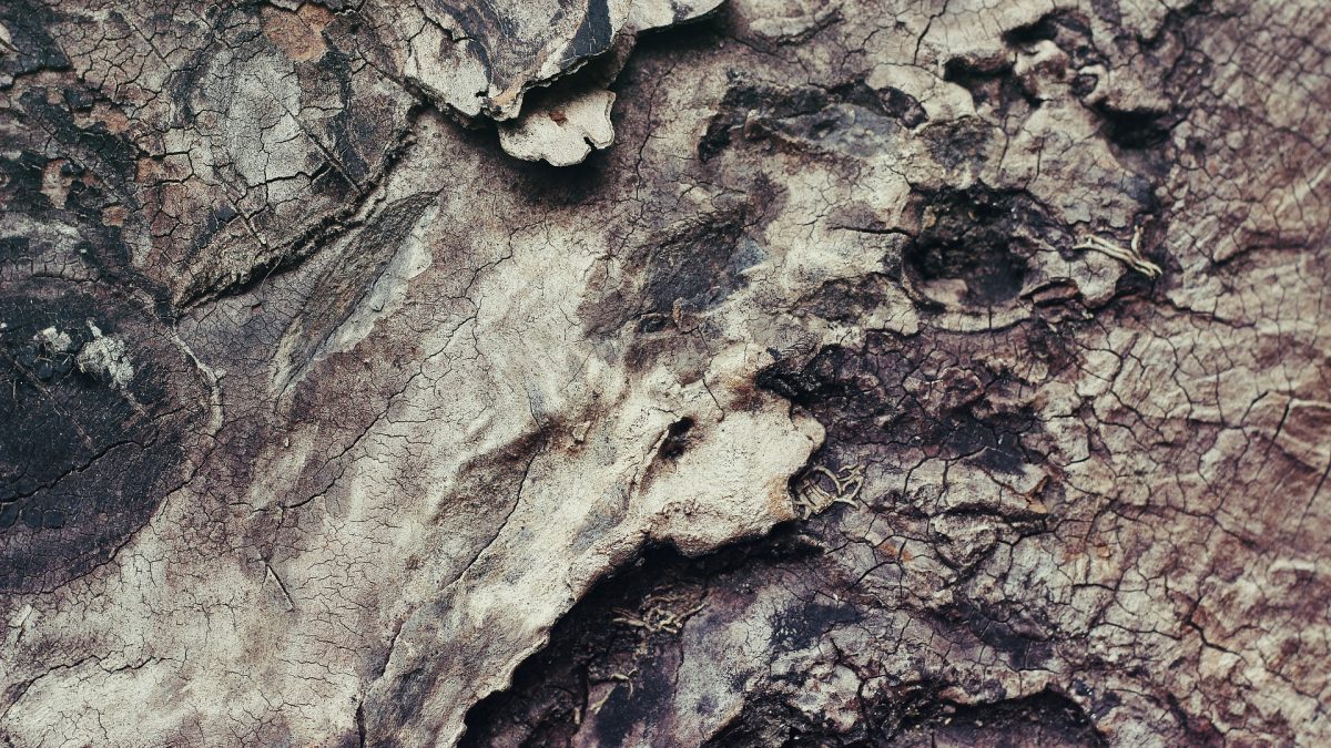 Maak je tuin af met decoratieve boomschors