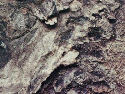 Maak je tuin af met decoratieve boomschors