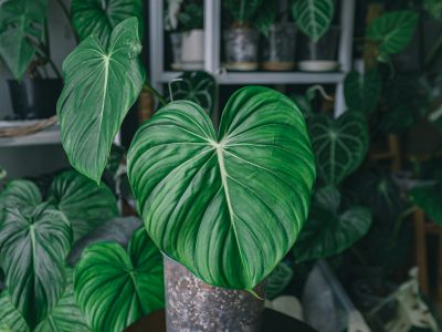 Philodendron soorten