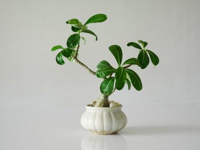 Grappige bloempotten