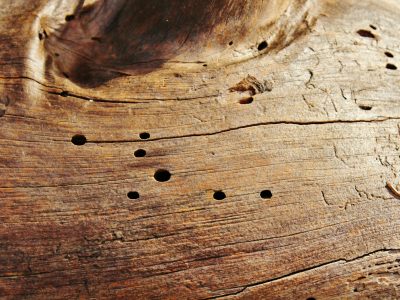 Houtworm in haardhout