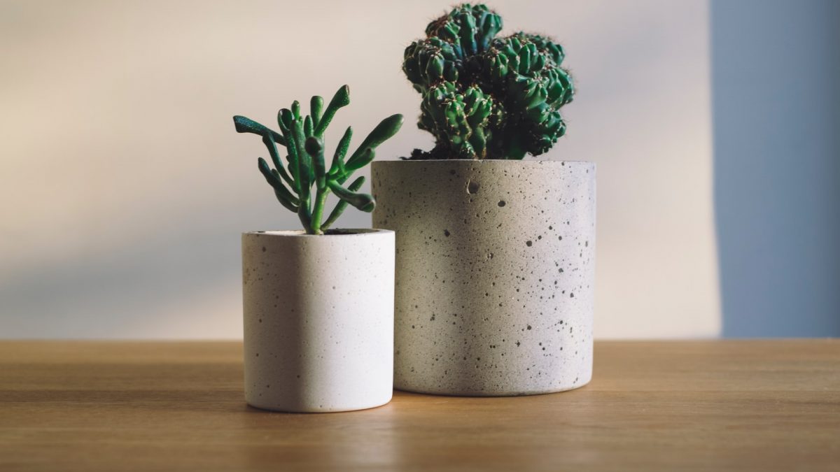 Kunstplanten of echte planten in je interieur? Lees het hier!