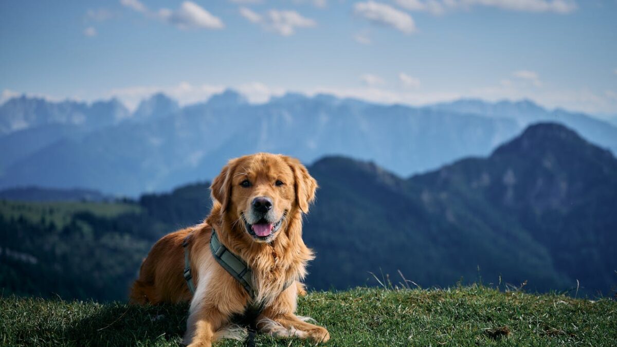 Een veilige tuin voor je hond: hoe combineer je vrijheid en bescherming?