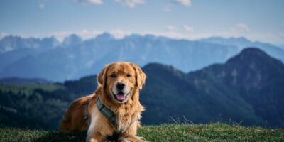 Een veilige tuin voor je hond: hoe combineer je vrijheid en bescherming?