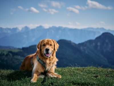 Een veilige tuin voor je hond: hoe combineer je vrijheid en bescherming?