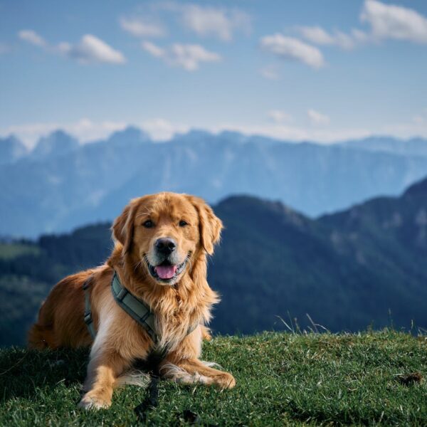 Een veilige tuin voor je hond: hoe combineer je vrijheid en bescherming?