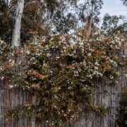 Moderne tuinafscheiding kiezen? Hier moet je op letten