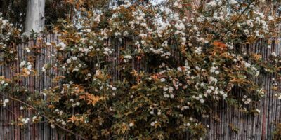 Moderne tuinafscheiding kiezen? Hier moet je op letten