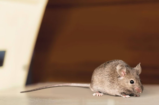 Je huis als rustpunt: zo houd je ongedierte en schimmel buiten de deur