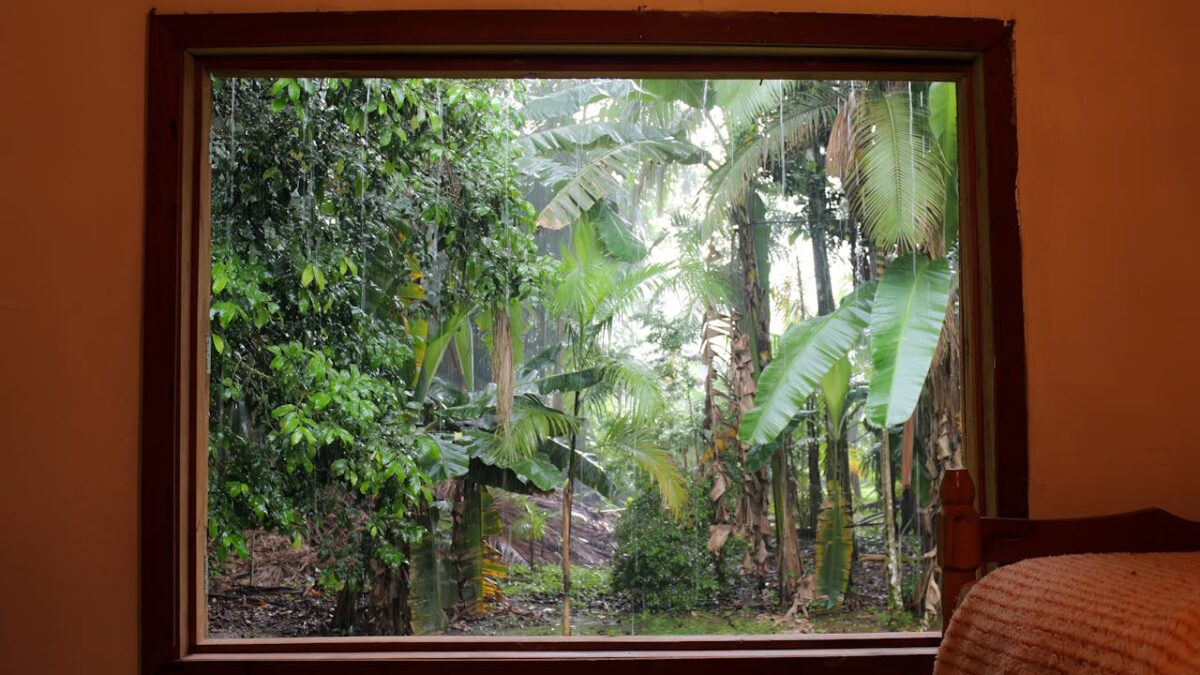 Groene oase in huis? Bescherm je planten tegen spint met deze tips!