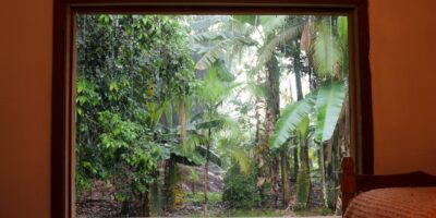 Groene oase in huis? Bescherm je planten tegen spint met deze tips!