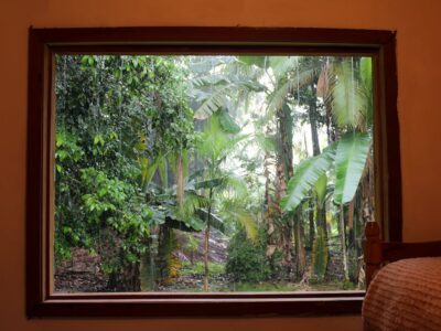 Groene oase in huis? Bescherm je planten tegen spint met deze tips!