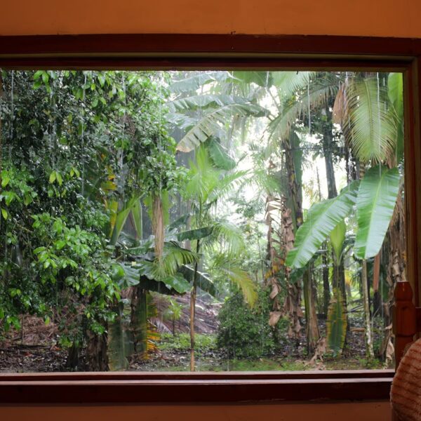 Groene oase in huis? Bescherm je planten tegen spint met deze tips!