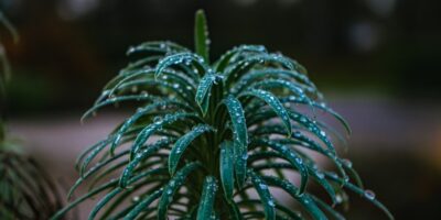 Een olijfboom planten voor een groene en sfeervolle tuin