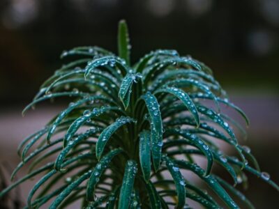 Een olijfboom planten voor een groene en sfeervolle tuin