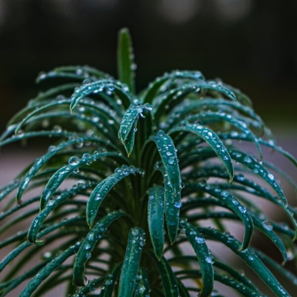 Een olijfboom planten voor een groene en sfeervolle tuin
