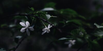 Groen de hoogte in: zo geef je planten steun met het juiste klimrek