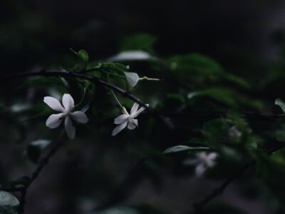 Groen de hoogte in: zo geef je planten steun met het juiste klimrek