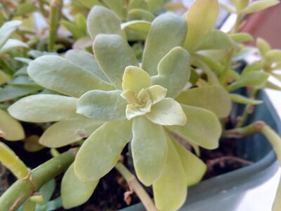 Elke tuin een kleurenfeest met bloeiende vaste planten