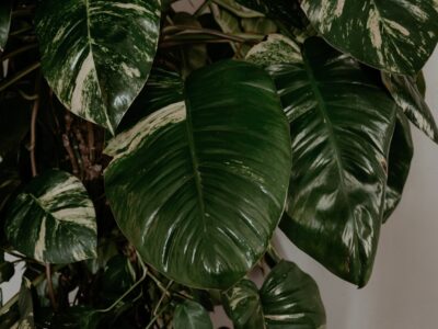 Rabarber planten in je tuin: zo doe je het stap voor stap