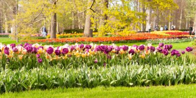 Zo geef je meer kleur en dynamiek aan jouw tuin