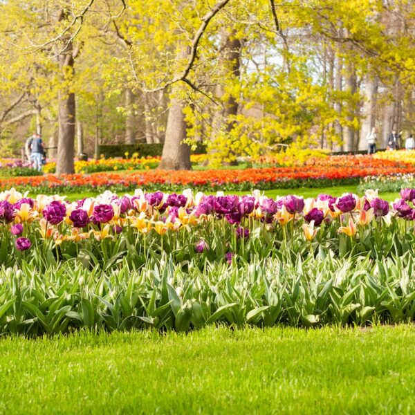 Zo geef je meer kleur en dynamiek aan jouw tuin