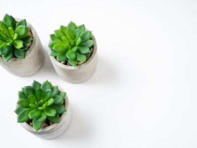 Groen in huis zonder zorgen: zo kies je de perfecte kunstplant