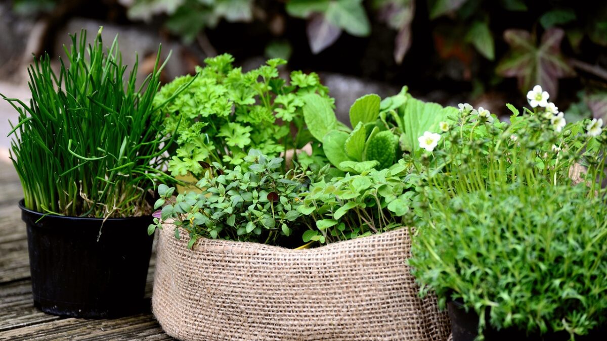 Groen dat stijl brengt in je tuin