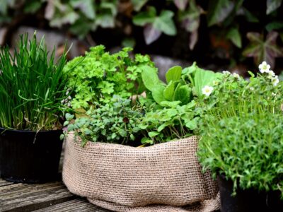Groen dat stijl brengt in je tuin