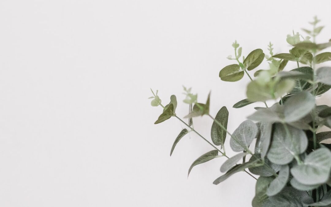 Zo snoei je een frambozenstruik voor heerlijke frambozen