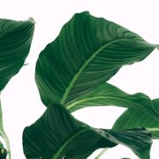 Geranium Rozanne snoeien voor een gezonde en bloeiende plant