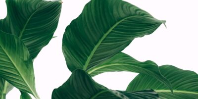 Geranium Rozanne snoeien voor een gezonde en bloeiende plant