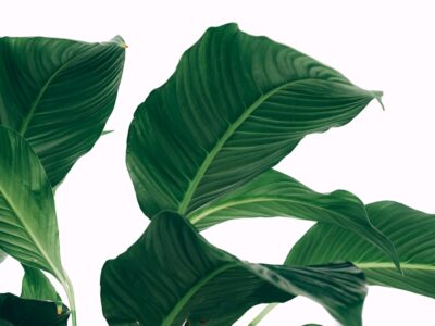 Geranium Rozanne snoeien voor een gezonde en bloeiende plant