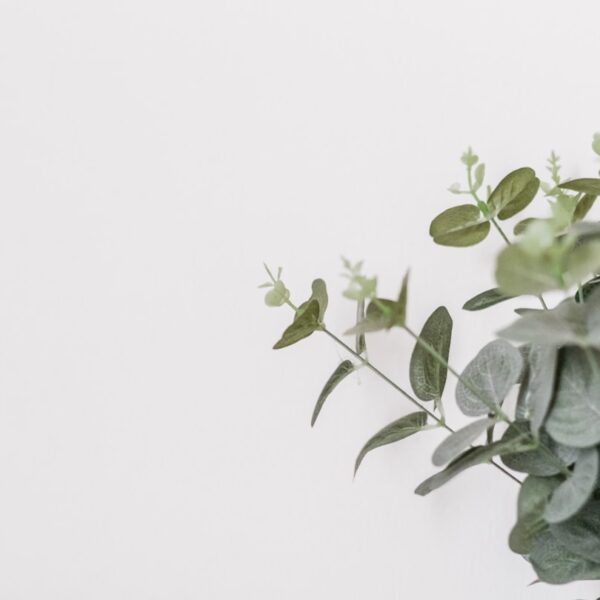 Zo snoei je een frambozenstruik voor heerlijke frambozen